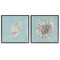 Stupell Industries Nautilus and Conch Seashells 2 pc Framed Giclee Wall Art Set Design by Julie Derice